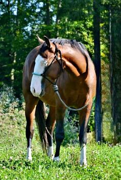 Bay splash farbener Quarter Horse Hengst, Kerstin Rehbehn (Pferdemarketing Ost), Horses For Sale, Nienburg