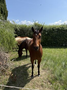 Bay Stute Wimpys Little Step x Topsail (2022)