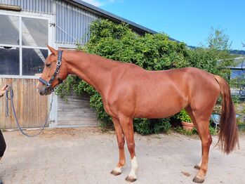Wunderschöne 5-jährige Fuchsstute mit Top-Abstammung, Jasmin Harrer, Horses For Sale, Hof
