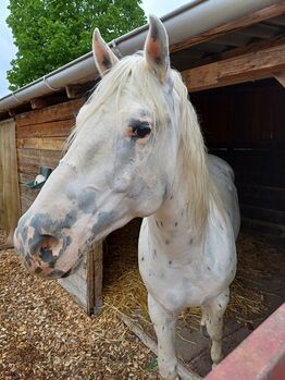 Wunderschöner 5j roher Wallach, Privat, Horses For Sale, Tresdorf