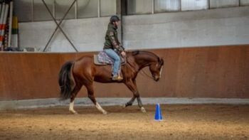 Wunderhübsche 7 jährige Paint Horse Stute sucht 5-Sterne Zuhause