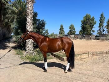 Wunderschöner Andalusier Wallach, Alexander Fischer , Horses For Sale, Los Montesinos 