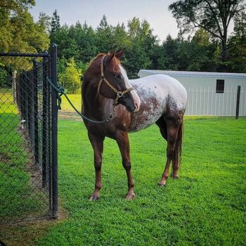 Beautiful Appaloosa gelding horse