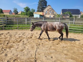 Bildschöne Appaloosa-Stute sucht ambitionierten Freizeitreiter