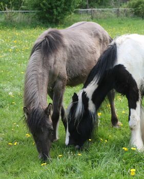 Wunderschöne Appaloosa Mix in Grulla Mouse Dun