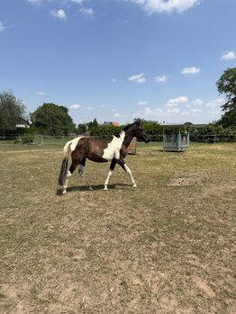 Schöne barocke Pinto Stute PRE/ Lusitano / Azteca