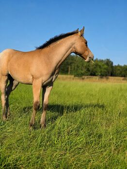 Liebe Bay Roan Quarter Horse Stute mit Foundation-Blutlinien
