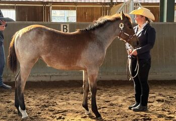 Liebe Bay Roan Quarter Horse Stute mit Foundation-Blutlinien, Kerstin Rehbehn (Pferdemarketing Ost), Horses For Sale, Nienburg