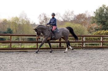 Beautiful Bay - Show Jumper/ Eventer, lucie Lindsay, Konie na sprzedaż, Pooksgreen