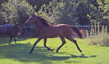 Beautiful Belgian Warmblood mare Ballerina van 't Hooidonkhof, Greet Dewil, Horses For Sale, Grobbendonk