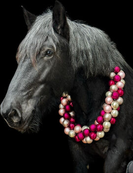 Wunderschöne Blauschimmel Stute, Anna Dieringer, Horses For Sale, Münzbach 