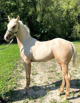 Wunderschönes Champgne Quarter horse Stütchen, Jacqueline , Horses For Sale, Sulzberg 