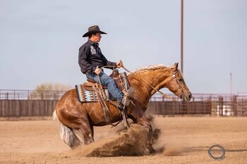 Beautiful chocolate palomino gelding standing 14.3hh, silver, Horses For Sale, Berlin