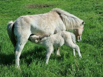 Wunderschöne Hengstfohlen Partbred Shetty Falbe
