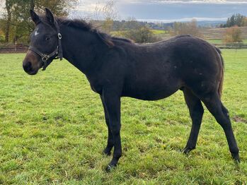 Bildhübscher, dunkelbrauner Quarter Horse Hengst