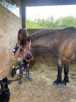 Beautiful Dartmoor mare