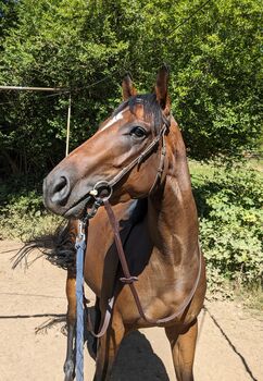 Wunderschöner Rohdiamant sucht Herzensmenschen, Jessi, Horses For Sale, Pirmasens