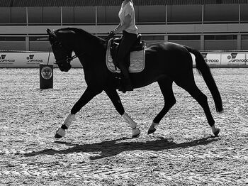 Wunderschöner Dressurwallach zu verkaufen, Alina Minigsdorfner , Horses For Sale, Leonding