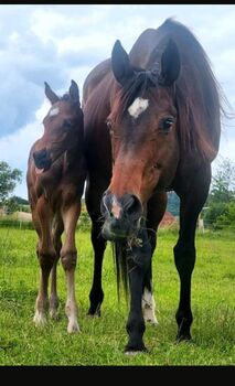 Bildschönes Duo, Anna, Horses For Sale, Homberg Efze 