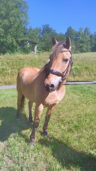 Schöner Fjord-Wallach, Andrea, Horses For Sale, Langenstein