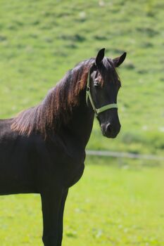 Wunderschöne Friesenstute, Michael Gruber, Horses For Sale, Aschau im Zillertal