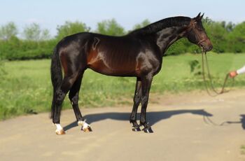 Wunderschöner Wallach zu verkaufen, Silke Heusl , Horses For Sale, Ried im Innkreis 