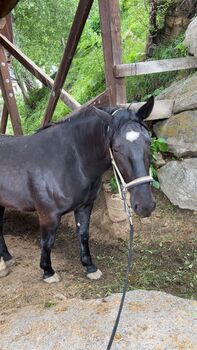 Schöner Wallach zu vergeben, Isabella Sturm, Horses For Sale, Scheifling