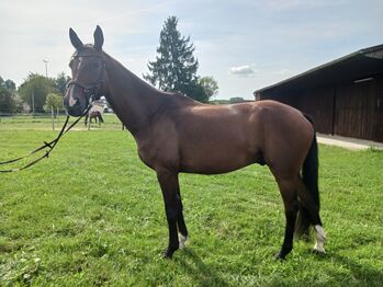 Wunderschöner Wallach, Larissa Pritzl , Horses For Sale, Dillingen