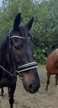 Schöner wallach, Lotti, Horses For Sale, Osterburg 