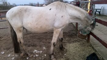 Schöner Wallach sucht bestplatz