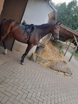 Wunderschöner Wallach Sucht dringend Zuhause, Lisa, Horses For Sale, Heideblick 