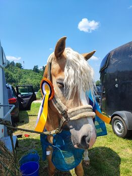 Schöner Wallach mit gutem Vorwärtsgang & vielseitiger Ausbildung