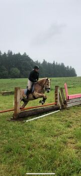 Schöner Wallach mit gutem Vorwärtsgang & vielseitiger Ausbildung