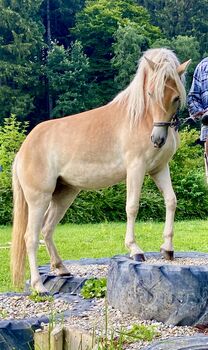Schöne Haflingerstute, fast dreijährig mit viel Potential, Liane Götzke, Horses For Sale, Biberach an der Riß