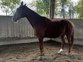 Wunderschöne intelligente Französisch Traber Stute, Carmen Preuss , Horses For Sale, Emmendingen