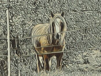Wunderschöner Irish Tinker/Irish Cob Wallach