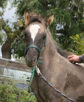 Wunderschöner  Konik x Irish Cob