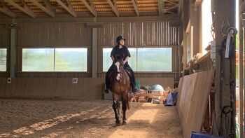 Wunderschönes Freizeitpferd