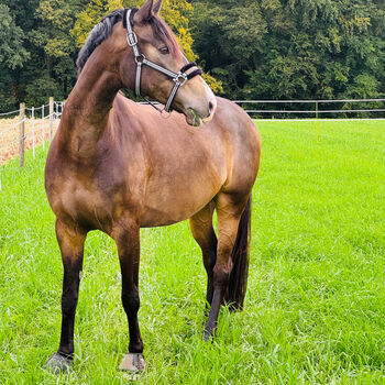 Wunderschönes Freizeitpferd, A. Karakoc, Horses For Sale, Dortmund