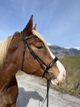 Wunderschöne und Liebe Noriker Stute an Bestplatz zu vergeben, Jennifer Neumayr, Horses For Sale, Brixlegg 
