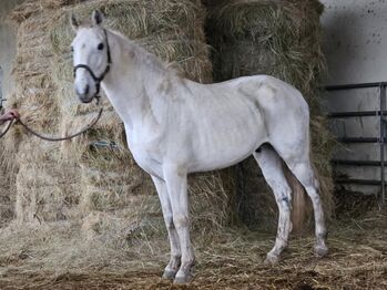 Wunderschöner Lusitano Cruzado Wallach, Shirin Sahin, Horses For Sale, Altenstadt 