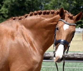 Schöne Stute mit hervorragenden GGA sucht neuen Freizeitpartner, NMH, Horses For Sale, Nümbrecht