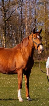 Schöne Stute mit hervorragenden GGA sucht neuen Freizeitpartner