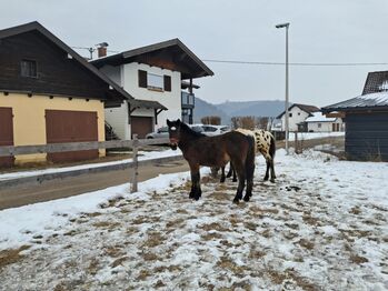 Wunderschöner Norikerjährling