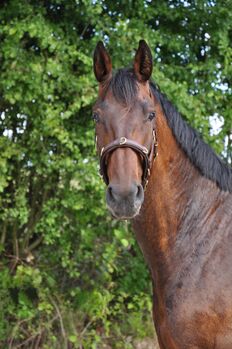 Wunderschöne Oldenburger Stute zu verkaufen, Berneiser, Horses For Sale, Elz