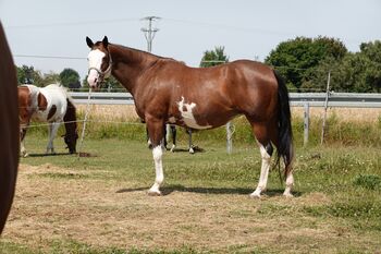 Bildschöne Paint Horse Stute - US-Import mit Top-Abstammung, Kerstin Rehbehn (Pferdemarketing Ost), Horses For Sale, Nienburg