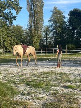 Wunderschöner menschenbezogener Curly Horse Wallach