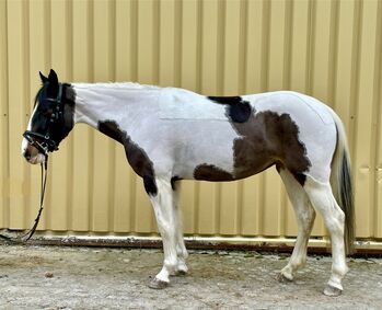 Beautiful Pinto Mare – Safe & Easy – Perfect Leisure Horse