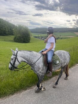 Bildschöne Polo Stute an Bestplatz