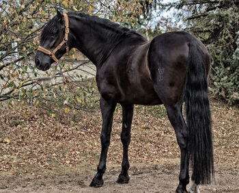 Bildschöner PRE Rapphengst Youngster für Dressur und Freizeit, E. Mutsch, Horses For Sale, Bad Fischau